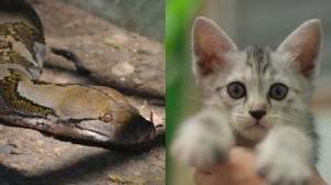 ilustrasi piton dan anak kucing