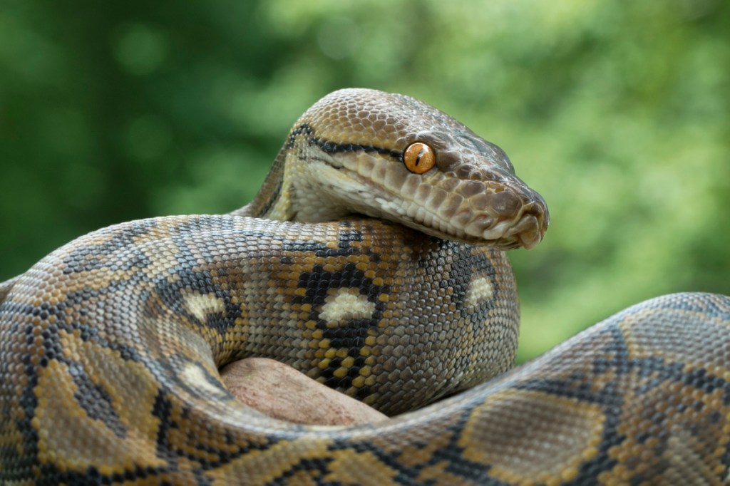 man-finds-wild-python-in-his-toilet-twice-in-one-week