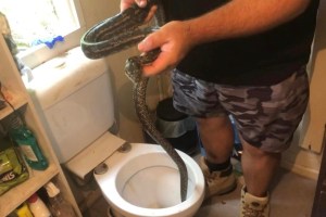 Man Finds Wild Python in His Toilet Twice in One Week